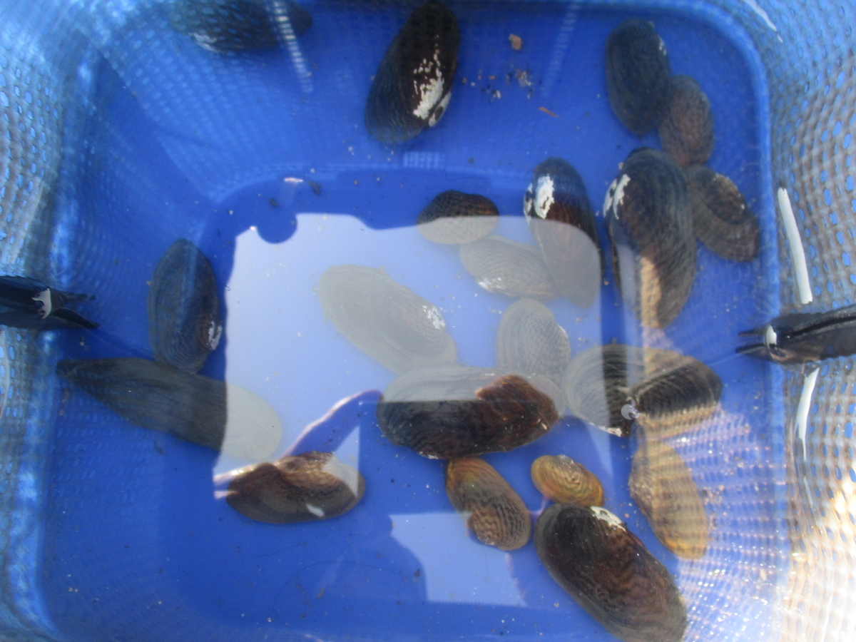 f:id:Rhodeus:20200504224208j:plain f:id:Rhodeus:20200504224208j:plain
