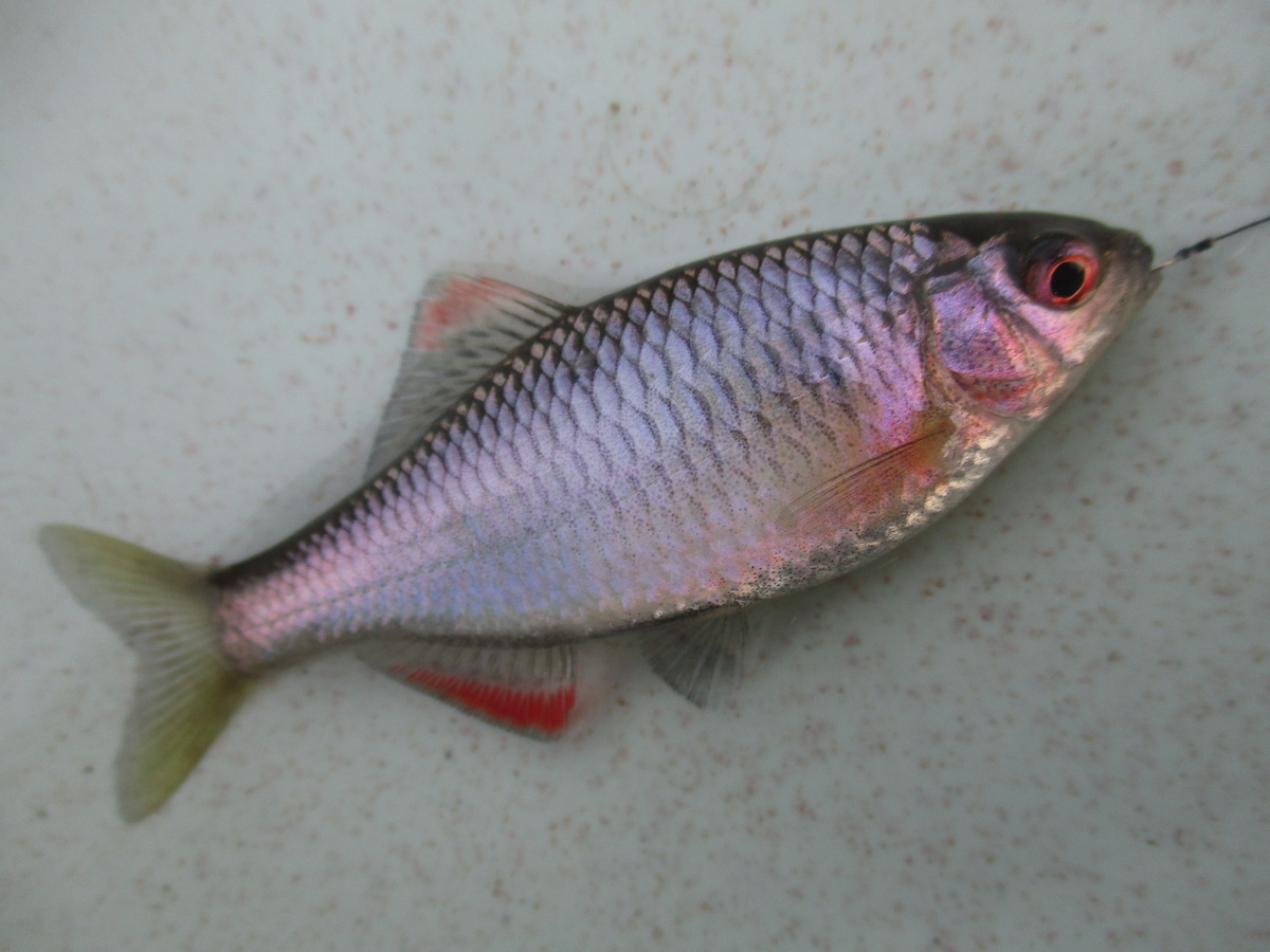 f:id:Rhodeus:20200504224238j:plain f:id:Rhodeus:20200504224238j:plain