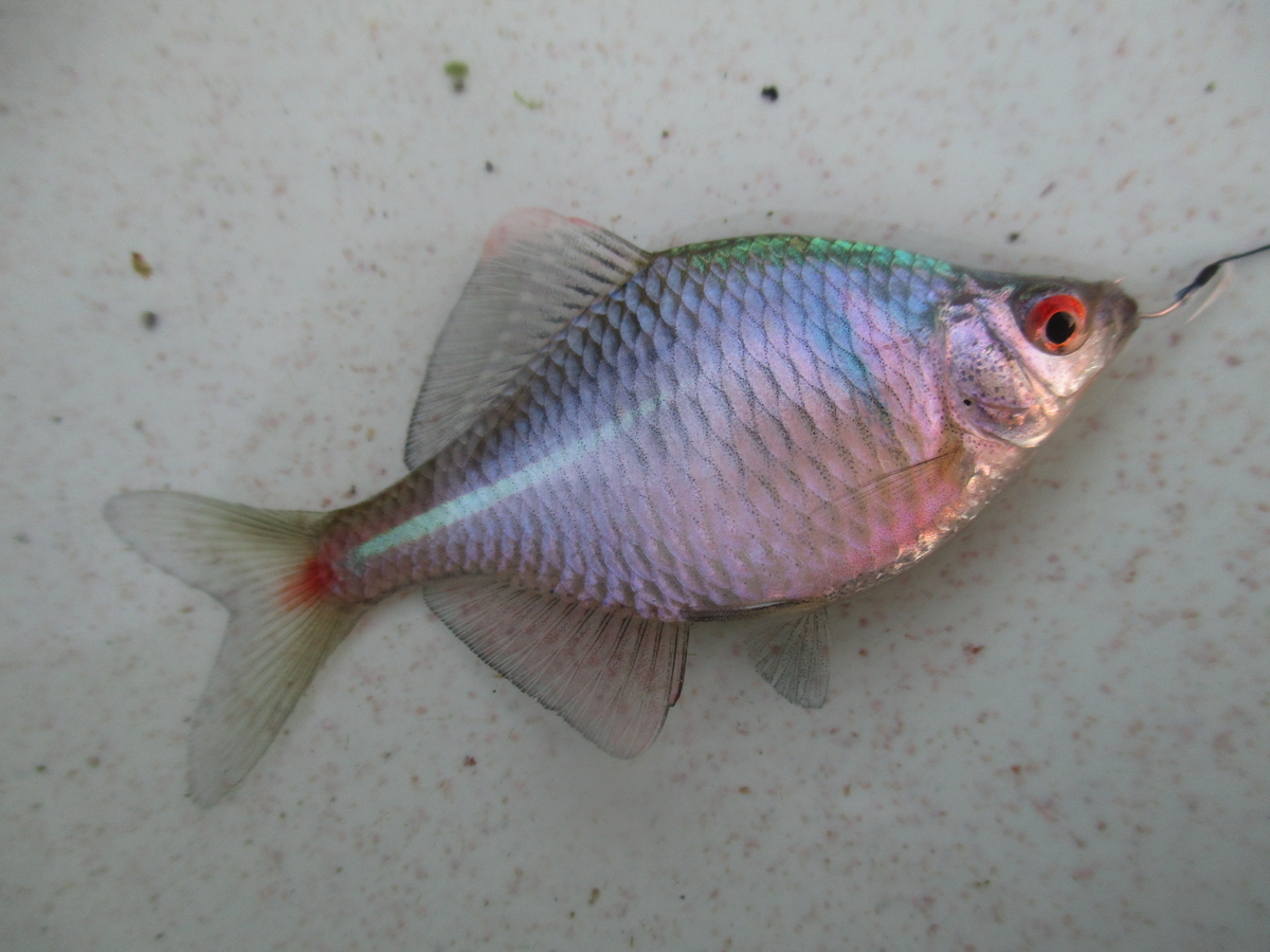 f:id:Rhodeus:20200504224256j:plain f:id:Rhodeus:20200504224256j:plain