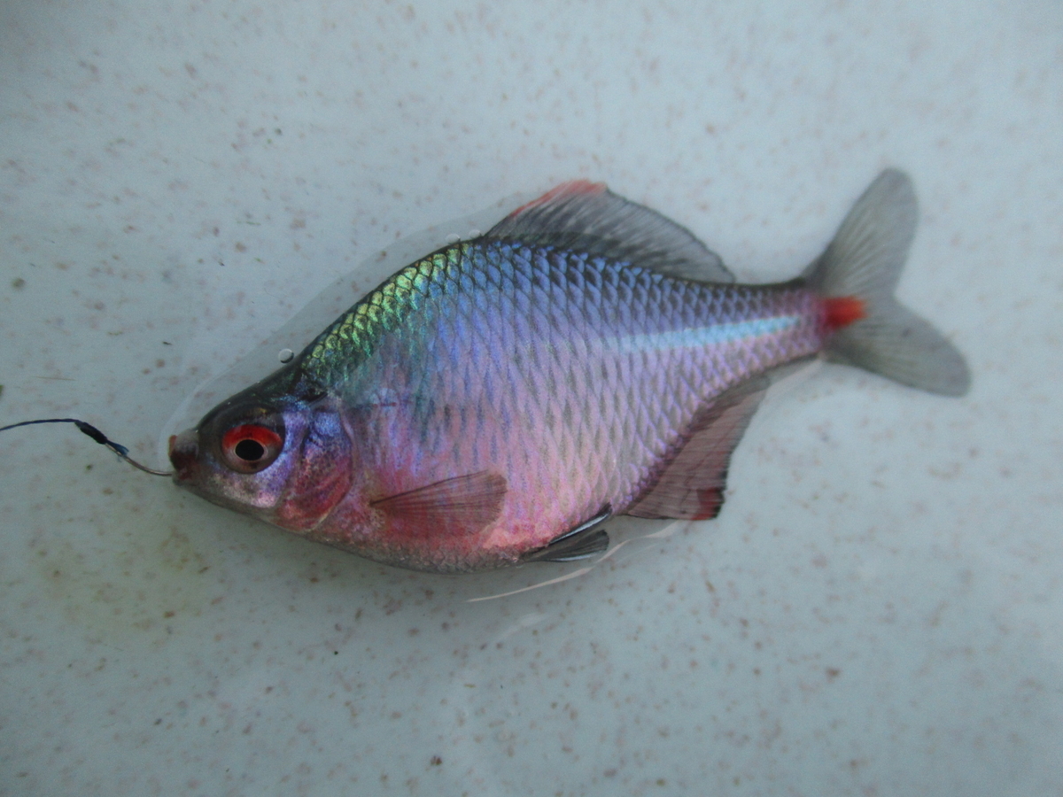 f:id:Rhodeus:20200504224310j:plain f:id:Rhodeus:20200504224310j:plain