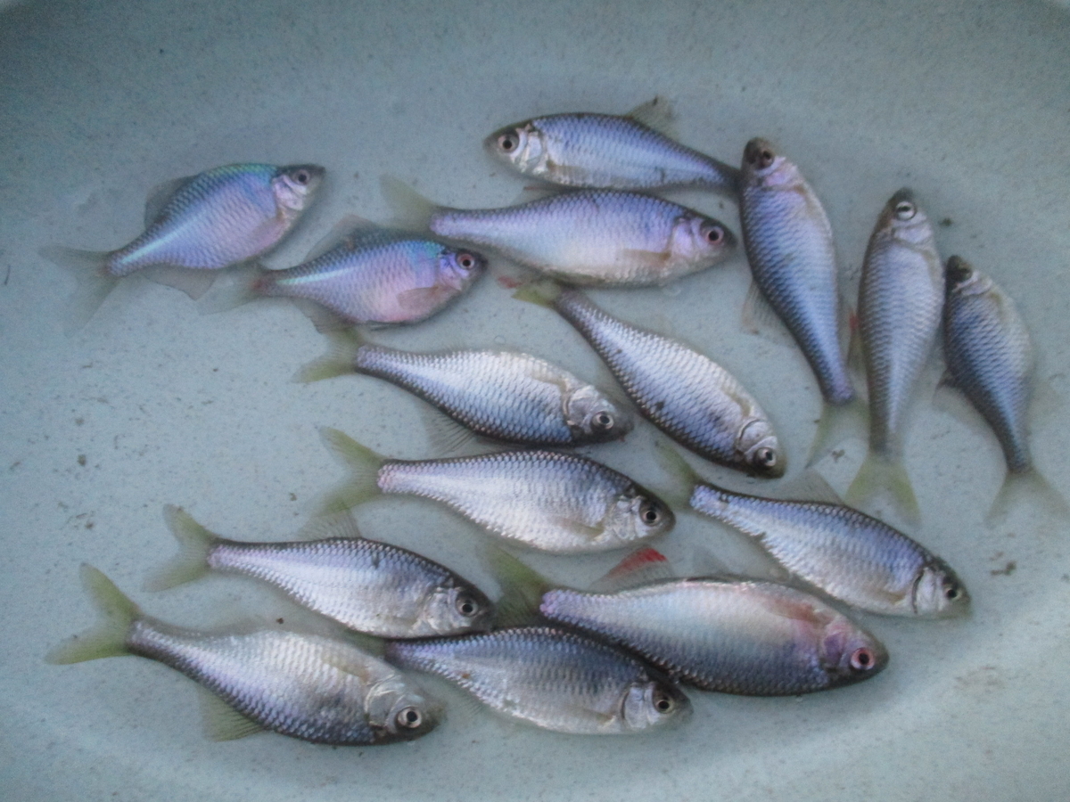 f:id:Rhodeus:20200504224328j:plain f:id:Rhodeus:20200504224328j:plain