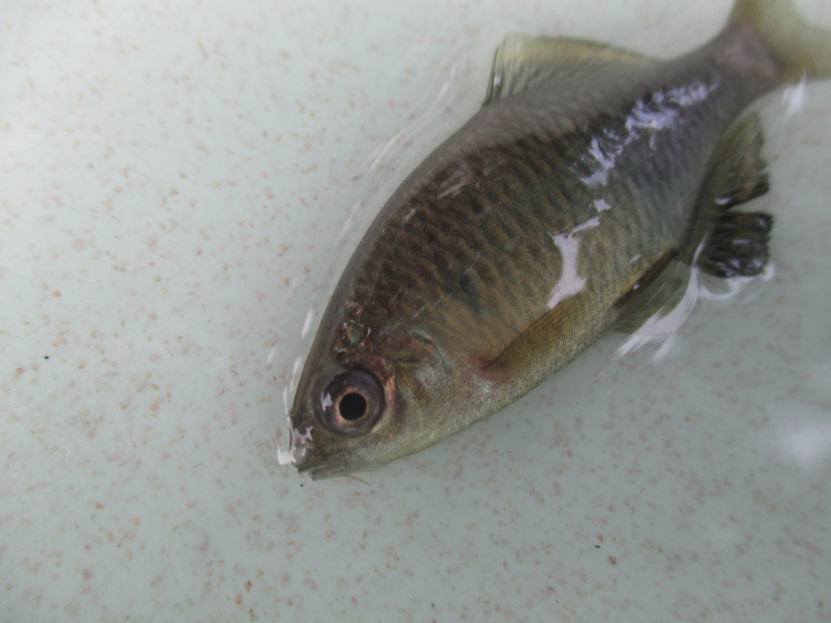 岡山タナゴ釣り紀行・夏 ～旭川水系、西川用水と祇園用水～ - 晴れの都