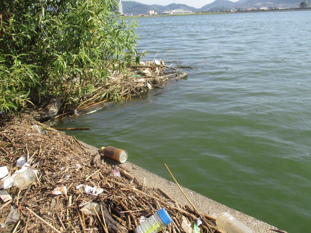 芦田川タナゴ釣行記 夏 晴れの都