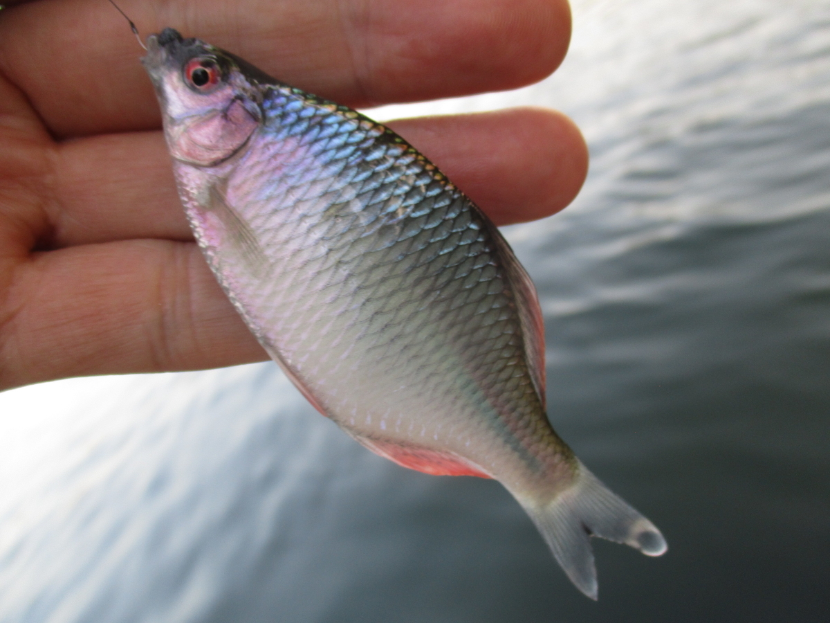 f:id:Rhodeus:20200827224311j:plain f:id:Rhodeus:20200827224311j:plain