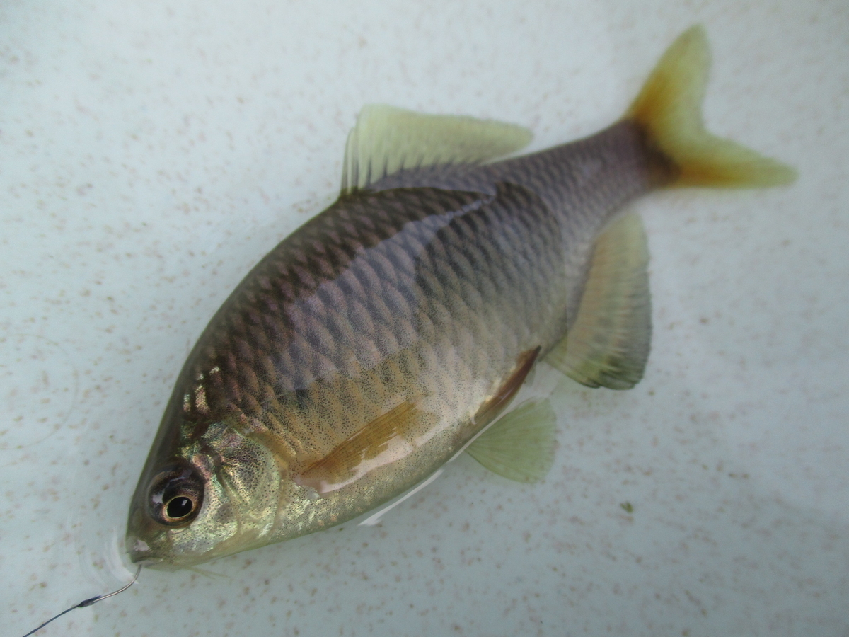 f:id:Rhodeus:20200827224408j:plain f:id:Rhodeus:20200827224408j:plain