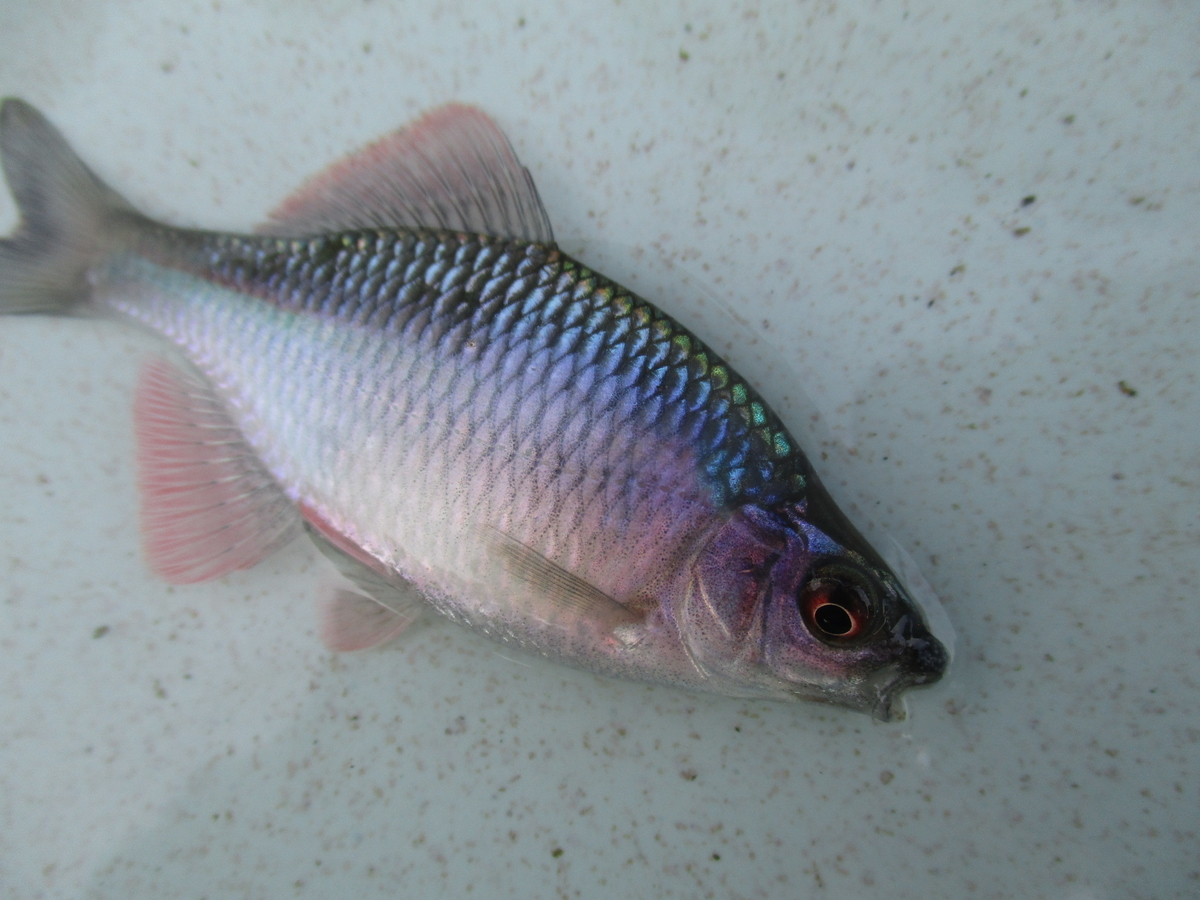 f:id:Rhodeus:20200827224431j:plain f:id:Rhodeus:20200827224431j:plain