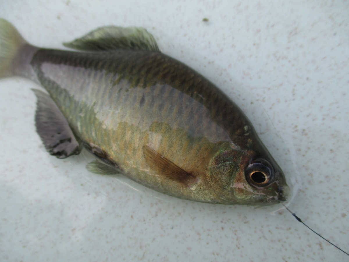 f:id:Rhodeus:20200827224455j:plain f:id:Rhodeus:20200827224455j:plain