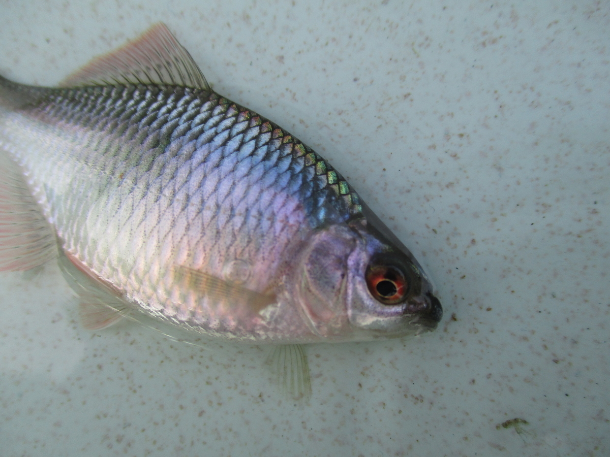 f:id:Rhodeus:20200827224523j:plain f:id:Rhodeus:20200827224523j:plain