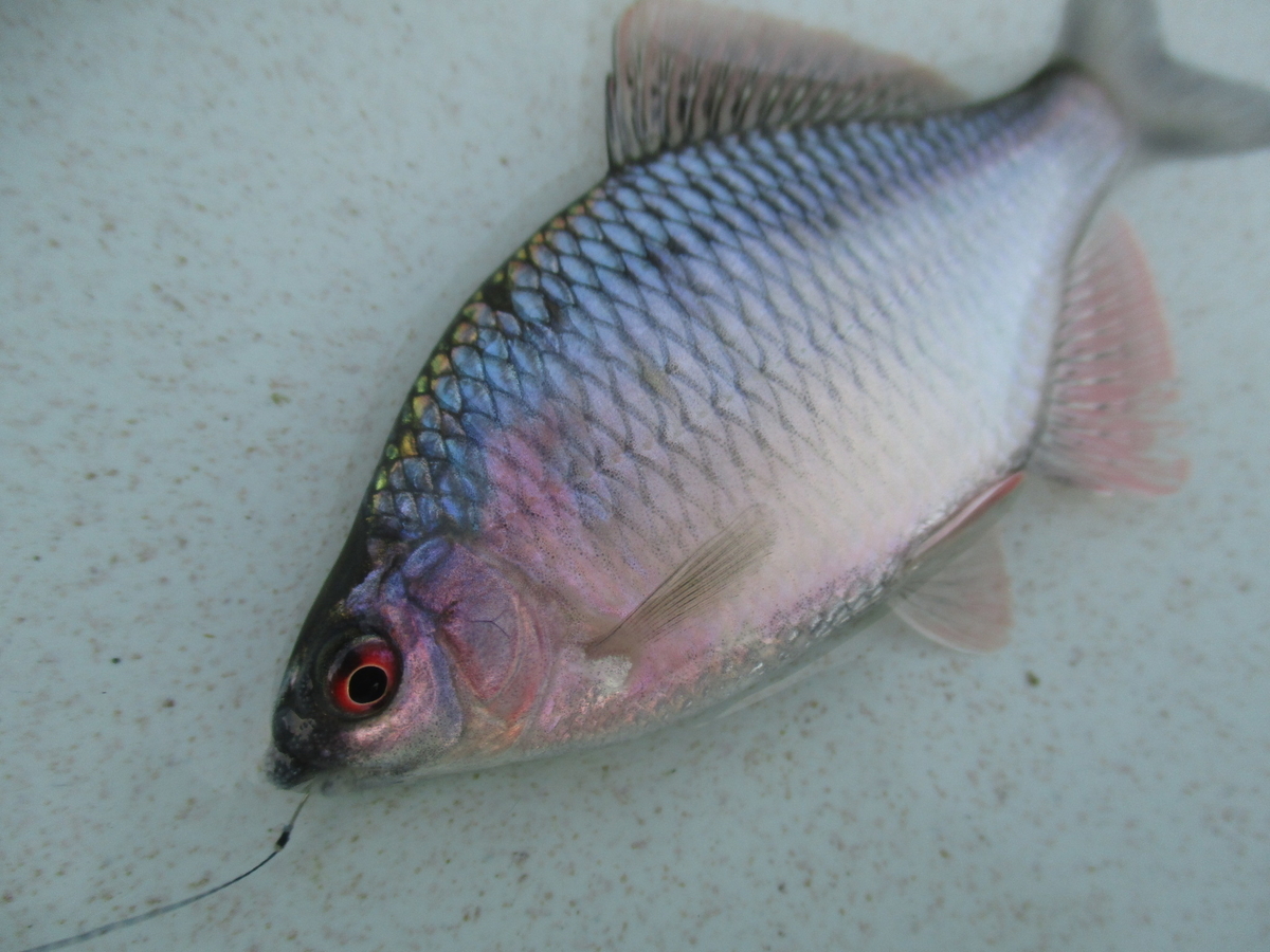 f:id:Rhodeus:20200827224553j:plain f:id:Rhodeus:20200827224553j:plain