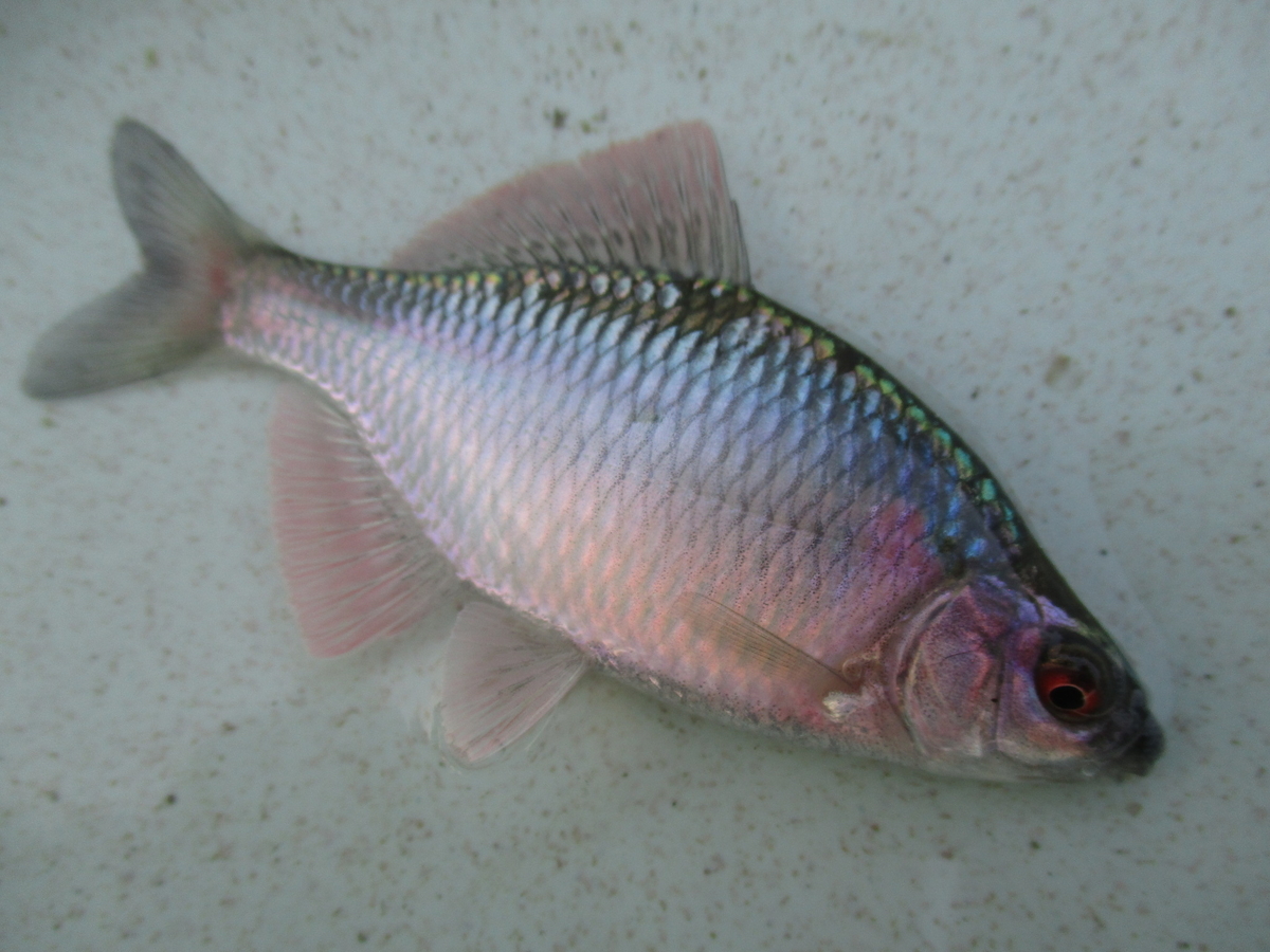 f:id:Rhodeus:20200827224613j:plain f:id:Rhodeus:20200827224613j:plain