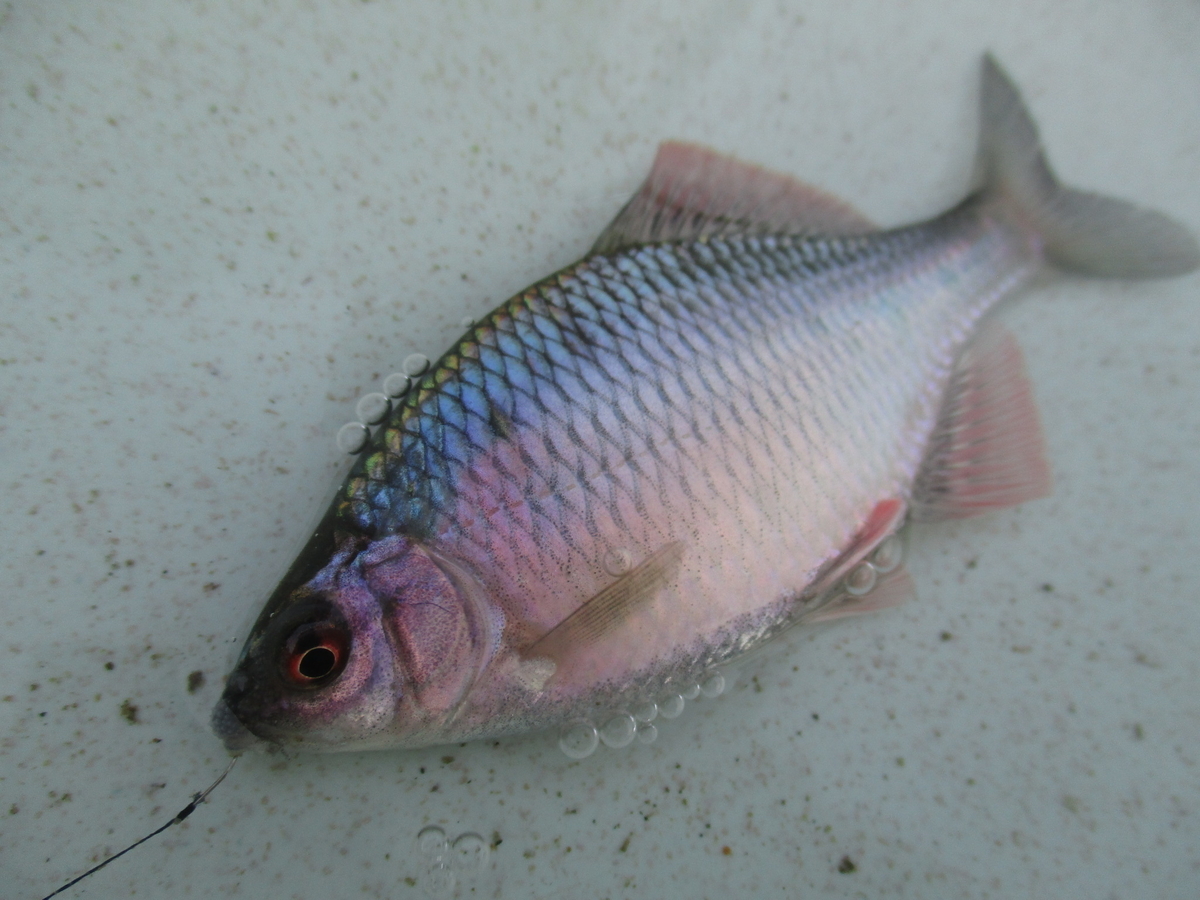f:id:Rhodeus:20200827224635j:plain f:id:Rhodeus:20200827224635j:plain