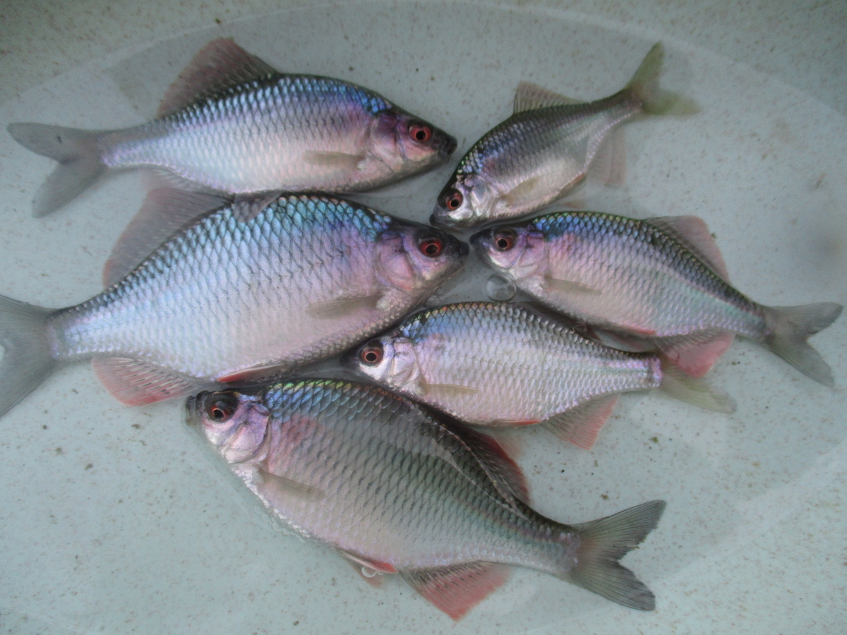 f:id:Rhodeus:20200827224655j:plain f:id:Rhodeus:20200827224655j:plain