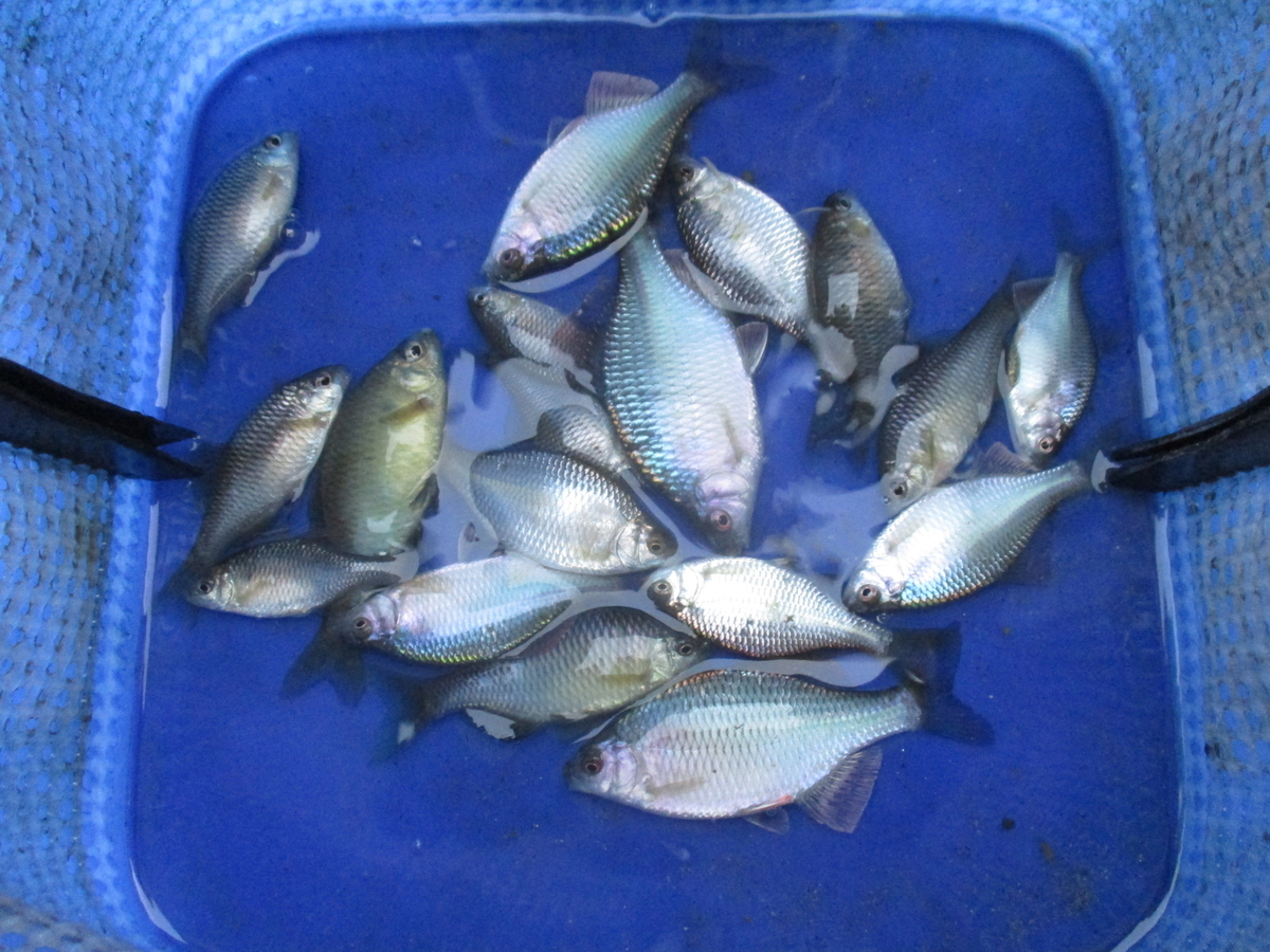 f:id:Rhodeus:20200827224741j:plain f:id:Rhodeus:20200827224741j:plain