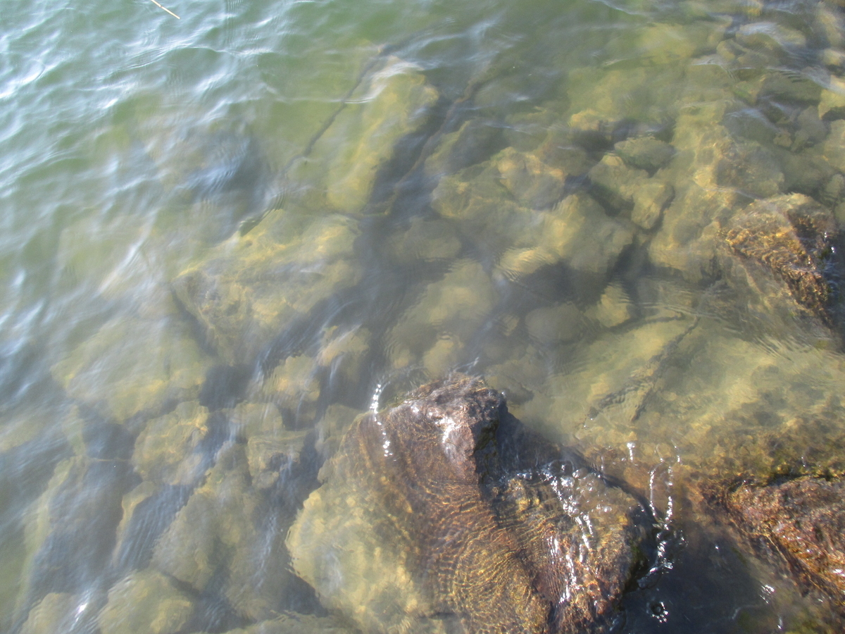 f:id:Rhodeus:20200827224815j:plain f:id:Rhodeus:20200827224815j:plain
