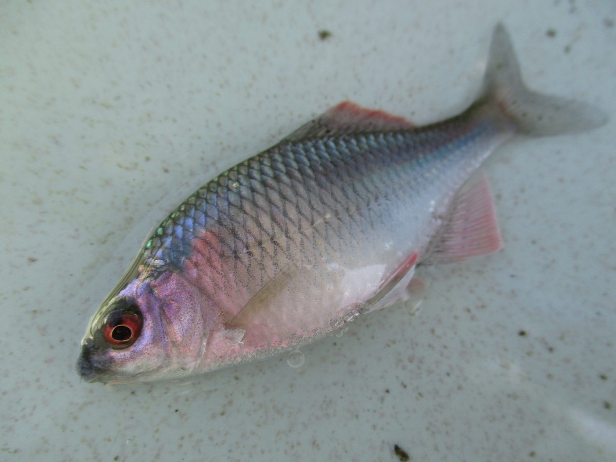 f:id:Rhodeus:20200827224843j:plain f:id:Rhodeus:20200827224843j:plain