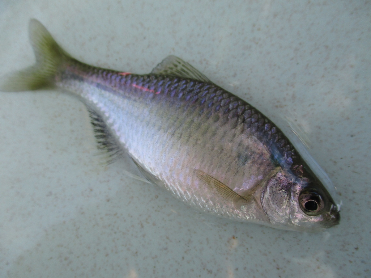 f:id:Rhodeus:20200827224917j:plain f:id:Rhodeus:20200827224917j:plain