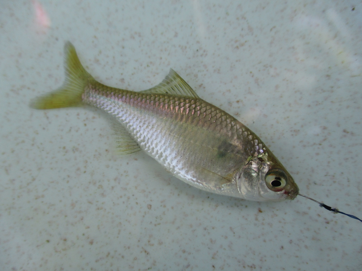 f:id:Rhodeus:20200827224938j:plain f:id:Rhodeus:20200827224938j:plain