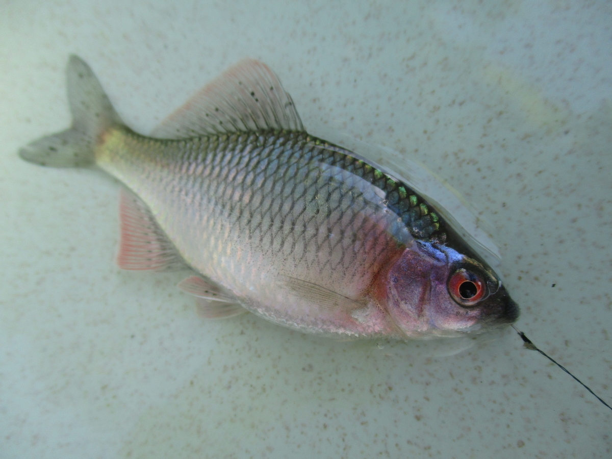 f:id:Rhodeus:20200827225009j:plain f:id:Rhodeus:20200827225009j:plain