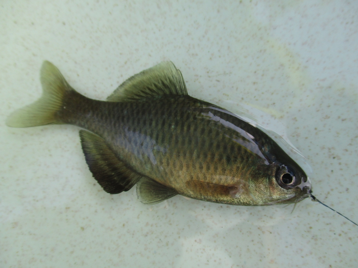 f:id:Rhodeus:20200827225042j:plain f:id:Rhodeus:20200827225042j:plain