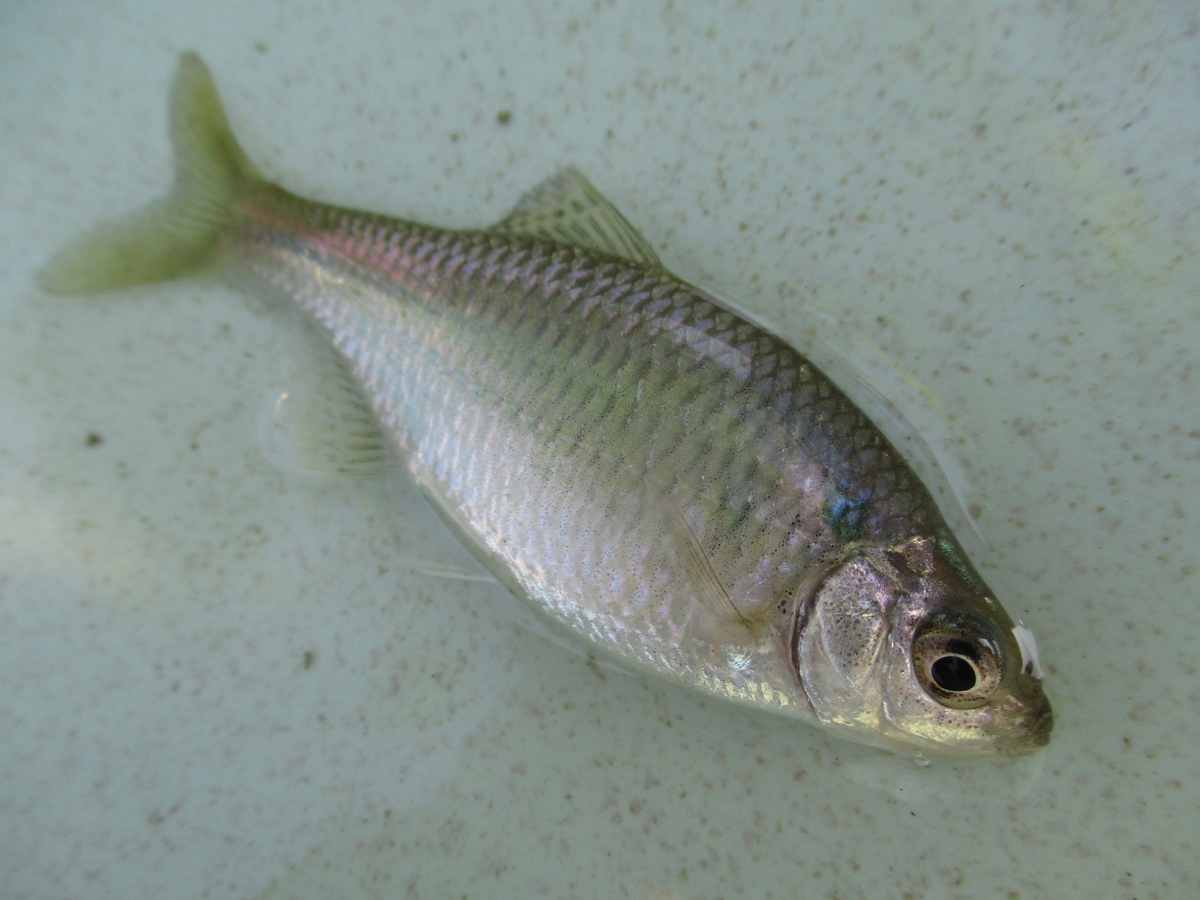 f:id:Rhodeus:20200827225123j:plain f:id:Rhodeus:20200827225123j:plain