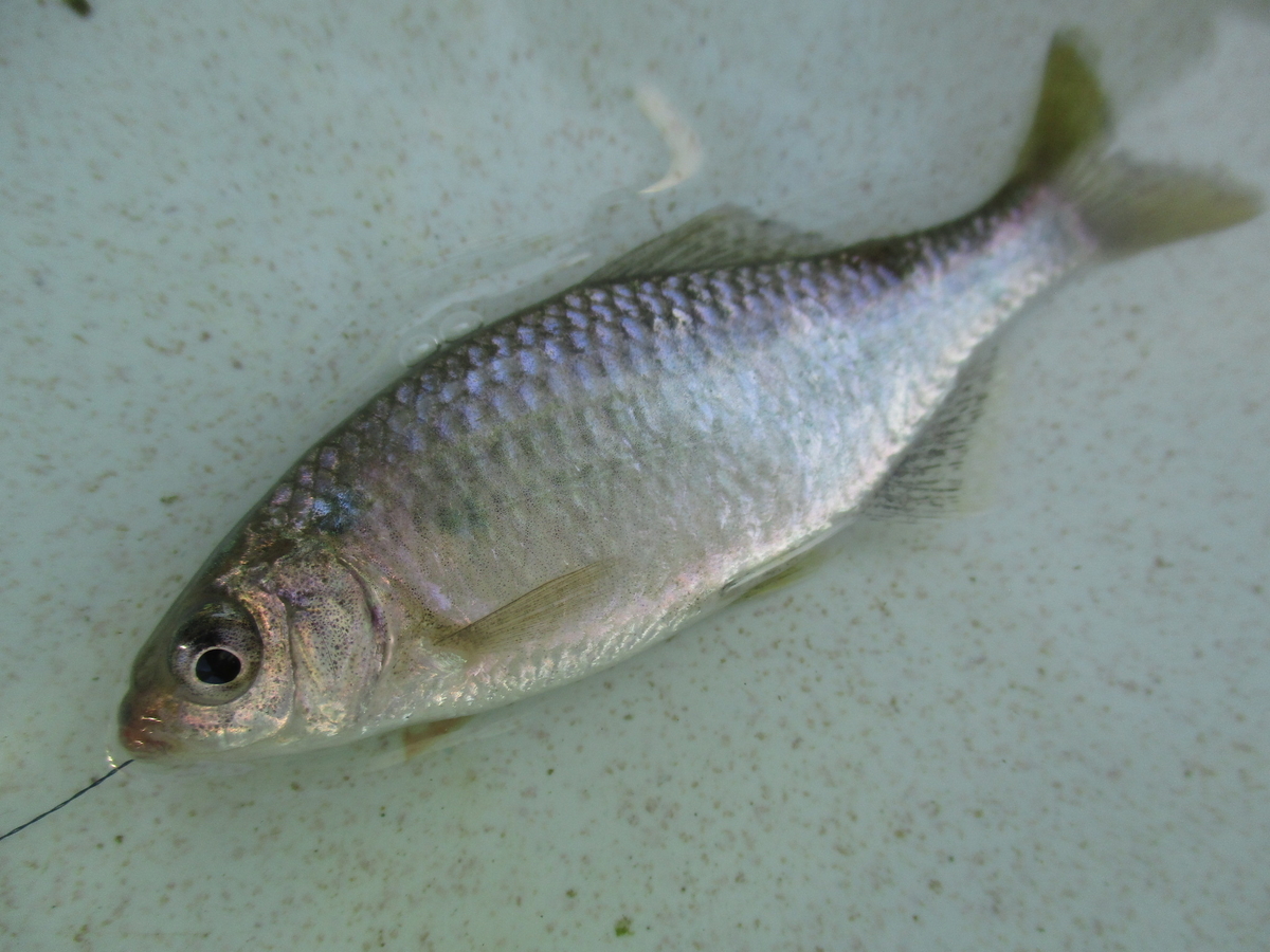 f:id:Rhodeus:20200827225202j:plain f:id:Rhodeus:20200827225202j:plain