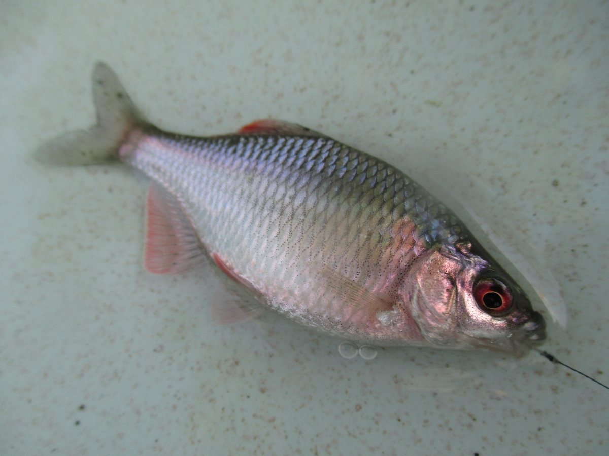 f:id:Rhodeus:20200827225229j:plain f:id:Rhodeus:20200827225229j:plain