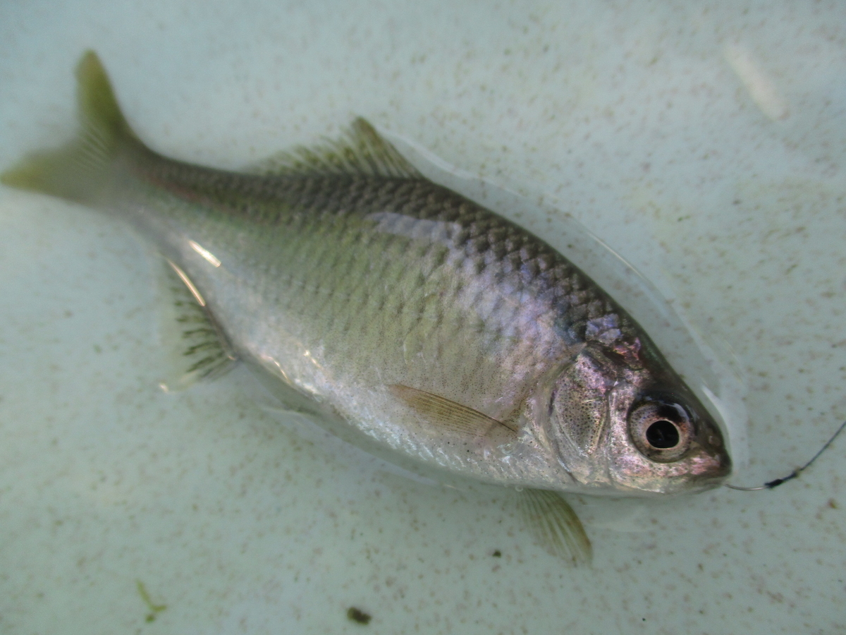 f:id:Rhodeus:20200827225301j:plain f:id:Rhodeus:20200827225301j:plain