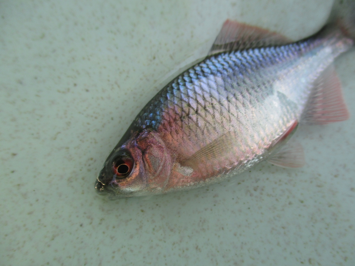 f:id:Rhodeus:20200827225320j:plain f:id:Rhodeus:20200827225320j:plain