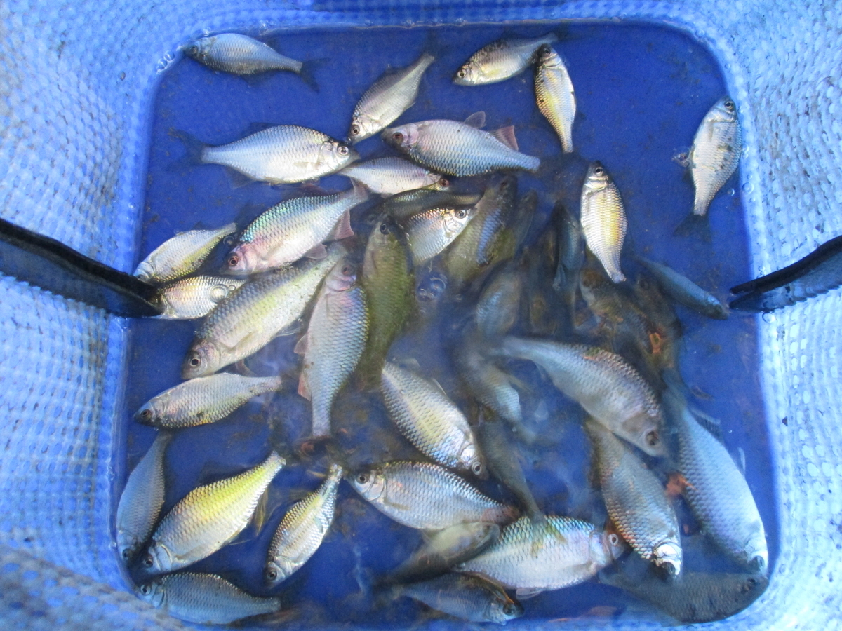 f:id:Rhodeus:20200827225412j:plain f:id:Rhodeus:20200827225412j:plain