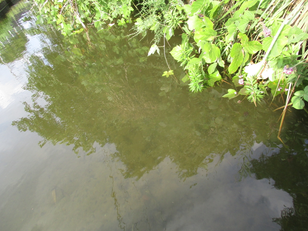 広島タナゴ釣り紀行 秋 芦田川水系 晴れの都