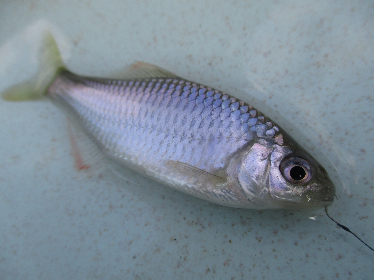 f:id:Rhodeus:20201025223341j:plain