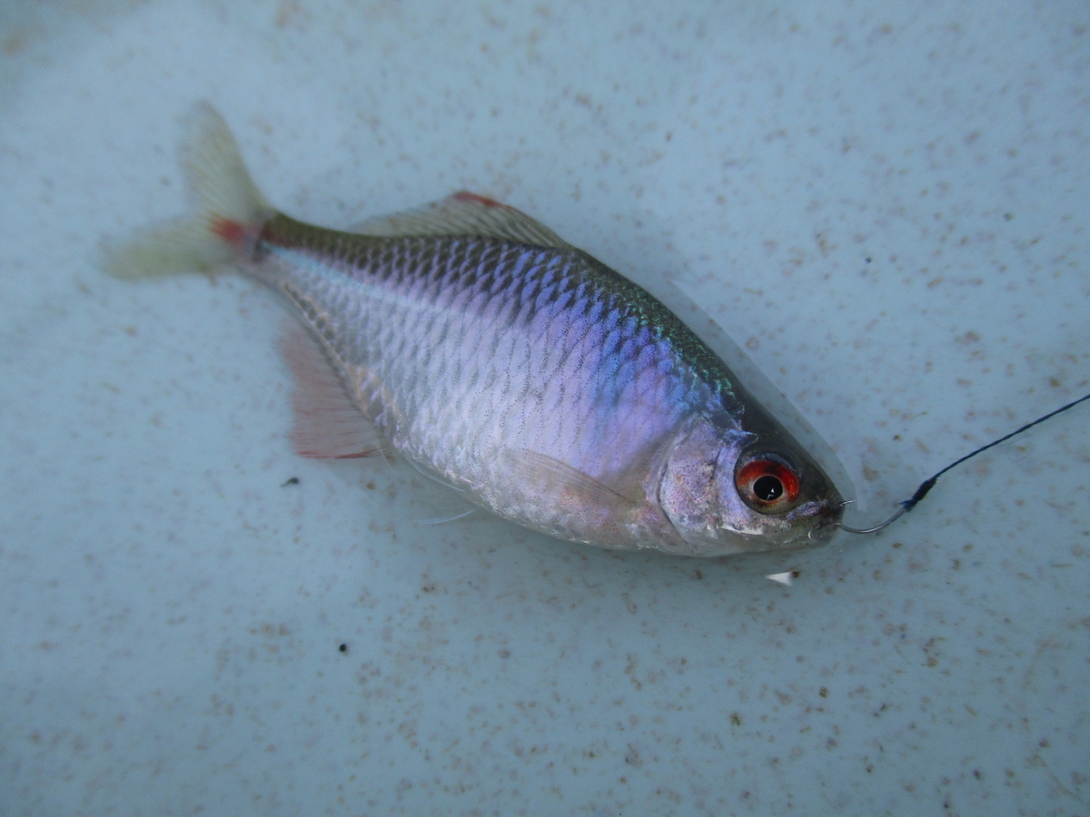 f:id:Rhodeus:20201025223432j:plain