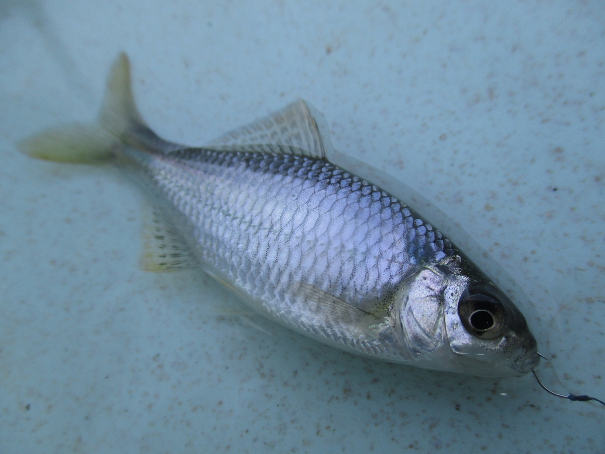 f:id:Rhodeus:20201025223511j:plain