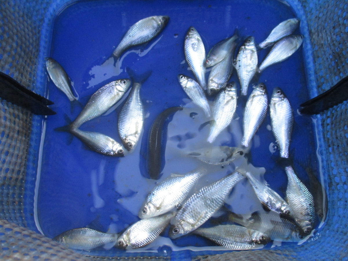 f:id:Rhodeus:20201025223546j:plain