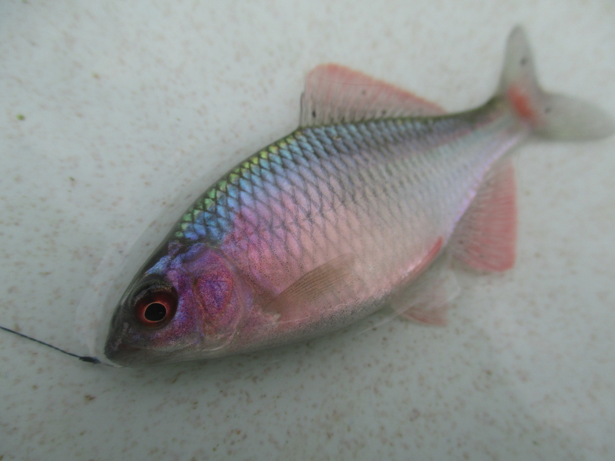 f:id:Rhodeus:20201025223827j:plain