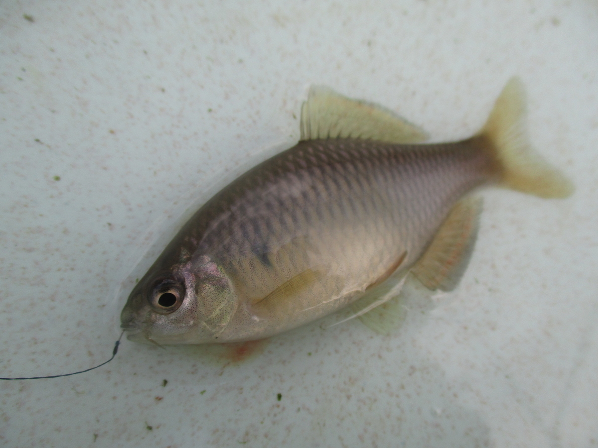 f:id:Rhodeus:20201025223946j:plain