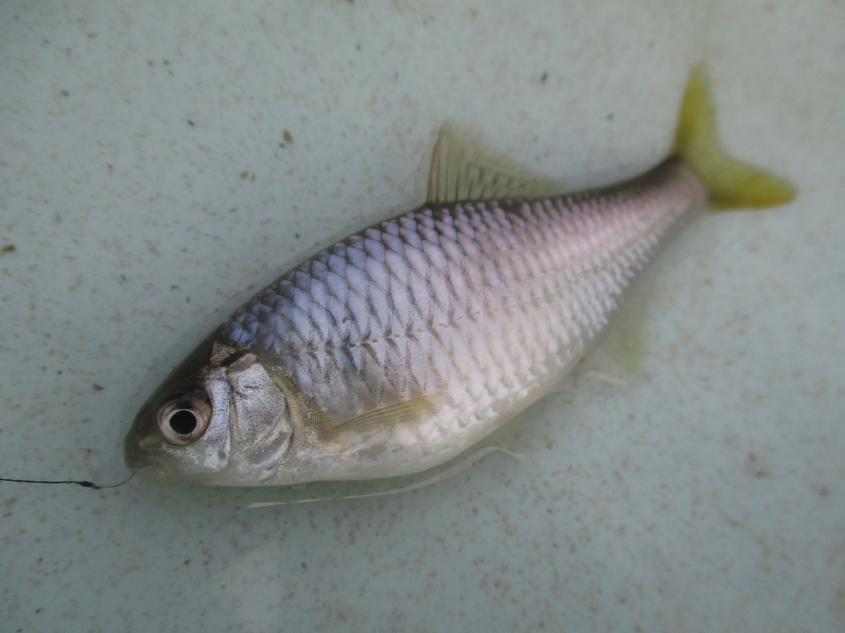 f:id:Rhodeus:20201025224040j:plain