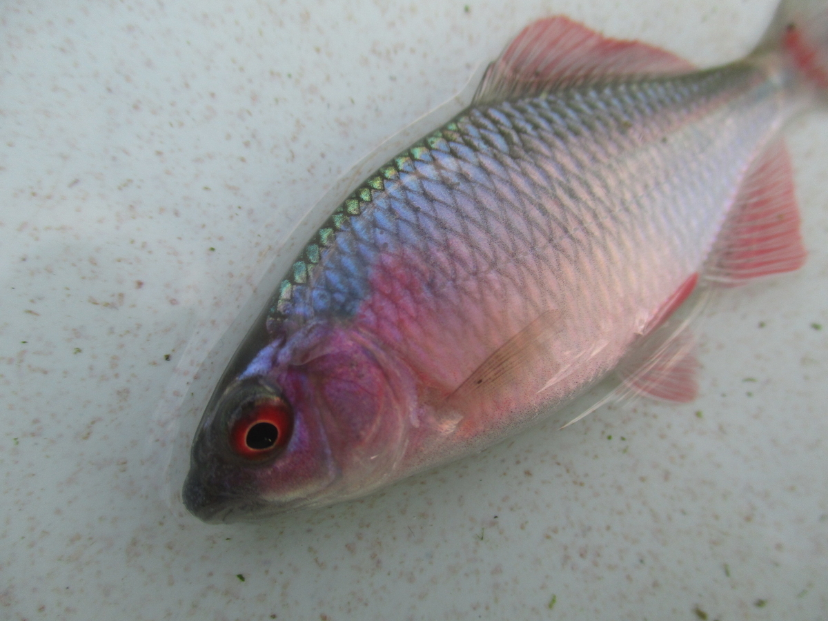 f:id:Rhodeus:20201025224106j:plain