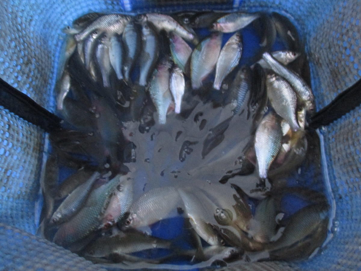 f:id:Rhodeus:20201025224131j:plain