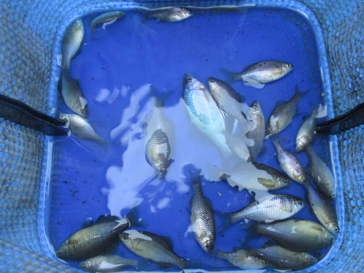 春タナゴ 春のタナゴ釣り♪ | フィッシングマックス 関西の釣果|大阪
