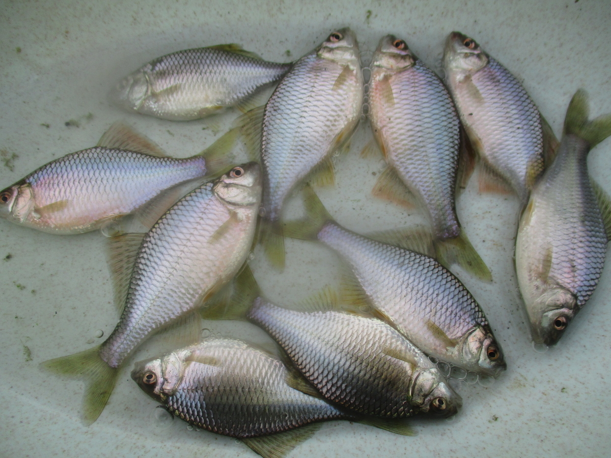 カネヒラ 10匹(5ペア)(約6～7センチ)(タナゴ)