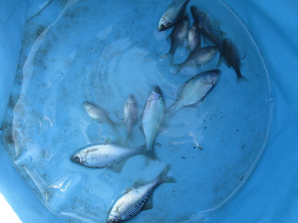 タナゴ4 スリクソン ZX4 アイアン | アイアン | 製品情報 | DUNLOP GOLFING WORLD