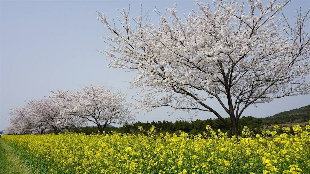 チェジュ島の名の花畑と桜