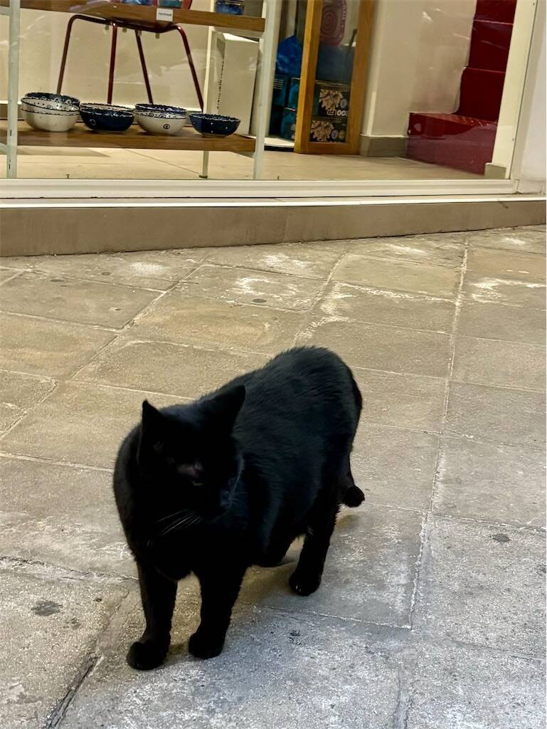 アテネの猫