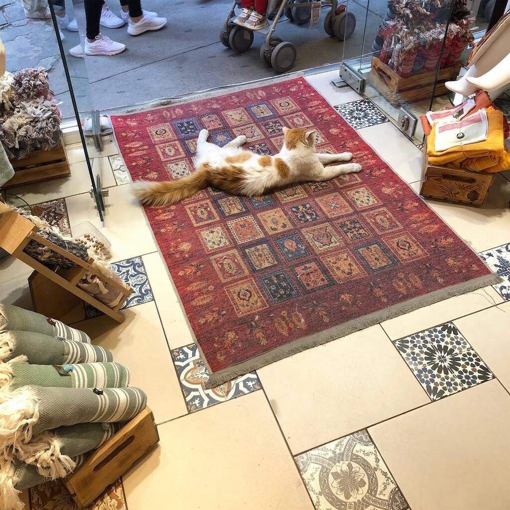 Pera Familyの店頭に横たわる猫