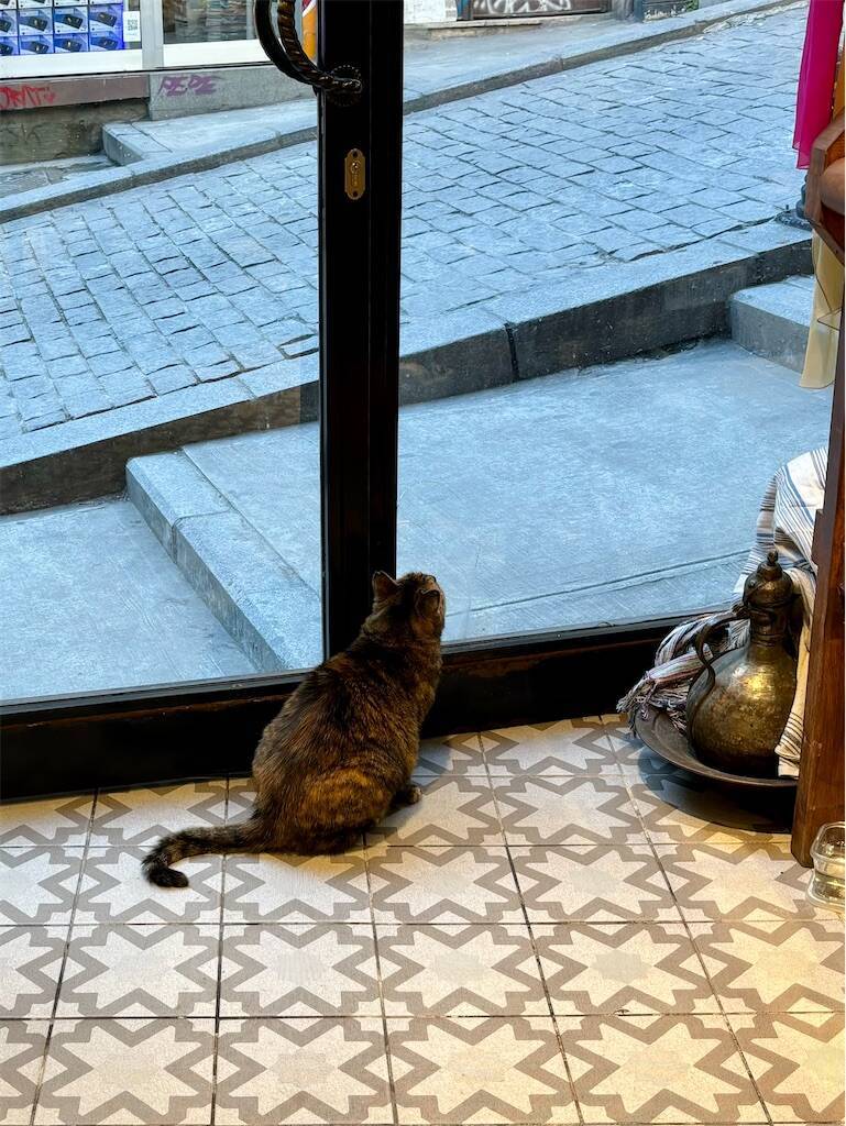 Yakto Ipekの猫