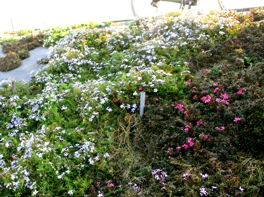 f:id:Ride-na:20170320015938j:plain