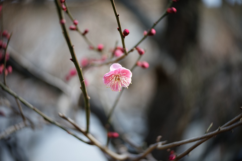 f:id:Rider_Hide:20180224205435j:plain f:id:Rider_Hide:20180224205435j:plain