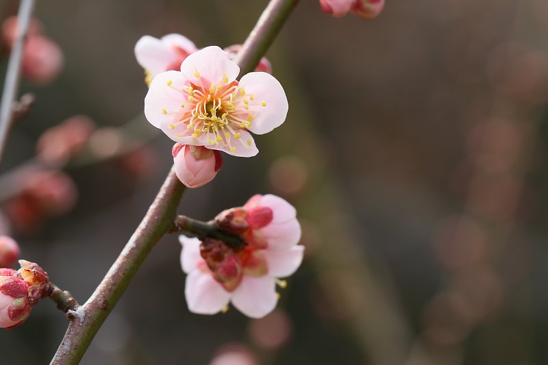 f:id:Rider_Hide:20180224211019j:plain f:id:Rider_Hide:20180224211019j:plain