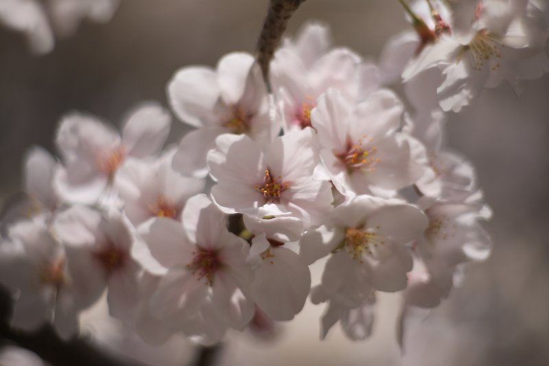 f:id:Rider_Hide:20180328215830j:plain f:id:Rider_Hide:20180328215830j:plain